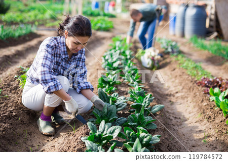 Asian woman gathering crop of leafy vegetables in garden beds Asian woman gathering crop of leafy vegetables in garden beds 119784572