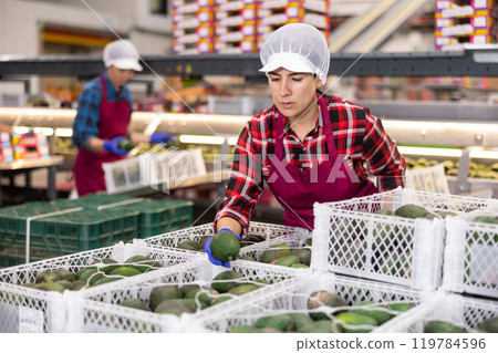 Hispanic workwoman checking avocados in boxes before storage Hispanic workwoman checking avocados in boxes before storage 119784596