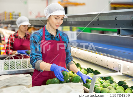 Diligent woman during packaging of fresh avocado at factory, workers on background Diligent woman during packaging of fresh avocado at factory, workers on background 119784599