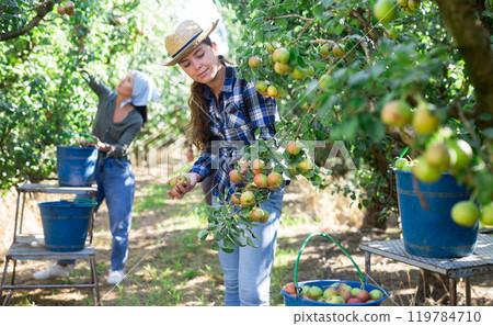 Girl and woman picking pears in garden Girl and woman picking pears in garden 119784710
