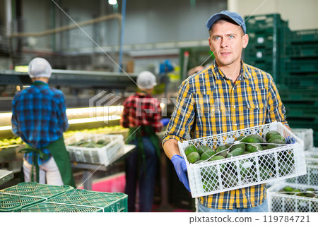 Diligent friendly worker carries boxes of avocado fruits at factory 119784721