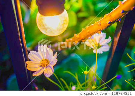 Daisies in full bloom shining in the sunlight Daisies in full bloom shining in the sunlight 119784831