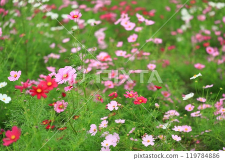 在秋日的陽光下閃耀的波斯菊 119784886