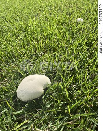 草坪上長著兩個白蘑菇 草坪上長著兩個白蘑菇 119785369