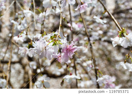 Beautiful weeping cherry blossoms at the Rokkakudo Hall of Chohoji Temple, Shiunzan, Kyoto (Nakagyo Ward, Kyoto City) 119785371