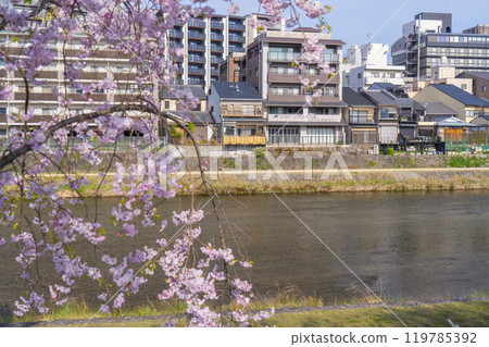 鴨川、祗園四條至清水五條的散步道上櫻花盛開 119785392