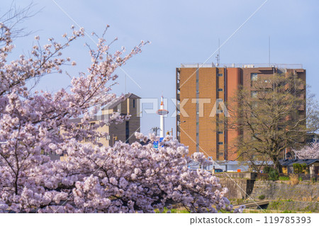 從祗園四條到清水五條的鴨川沿岸散步道和京都塔,櫻花盛開 從祗園四條到清水五條的鴨川沿岸散步道和京都塔,櫻花盛開 119785393