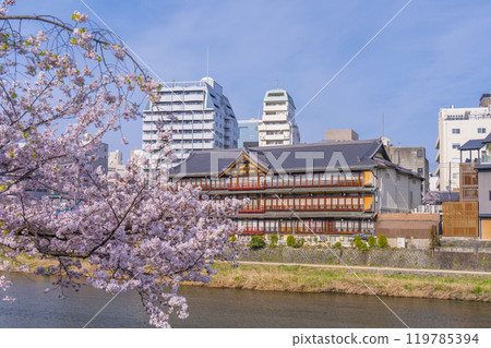 清水五條附近的鴨川沿岸櫻花盛開 119785394