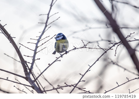 A Colorful Bird Perched on Bare Branches Surrounded by a Winter Atmosphere and Serenity 119785419
