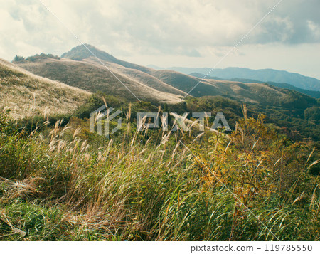 Pampas grass and autumn natural scenery, Shiozuka Highlands, Tokushima Prefecture Pampas grass and autumn natural scenery, Shiozuka Highlands, Tokushima Prefecture 119785550