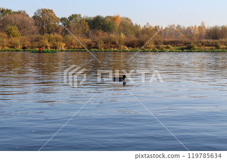 Berezina River in autumn, drake, kayaker training. Yellow forest Berezina River in autumn, drake, kayaker training. Yellow forest 119785634