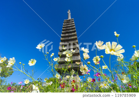 Ten thousand stone pagoda and cosmos of Kurokuji 119785909