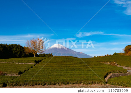 Snow-capped Mt. Fuji seen from a tea plantation Snow-capped Mt. Fuji seen from a tea plantation 119785999