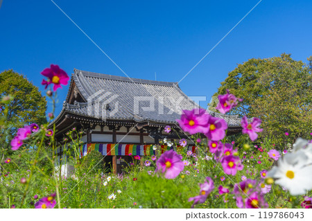 Main temple and cosmos of Wenji Temple Main temple and cosmos of Wenji Temple 119786043