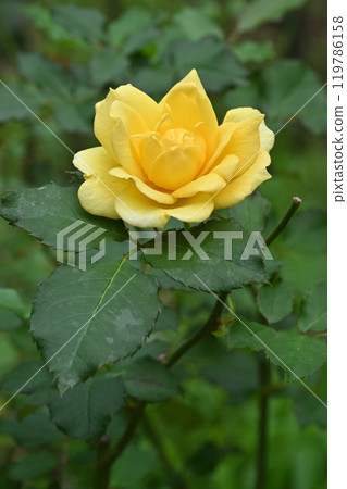 Gold bunny rose Gold bunny rose 119786158