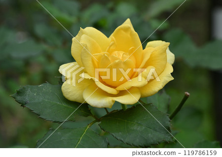 Gold bunny rose Gold bunny rose 119786159