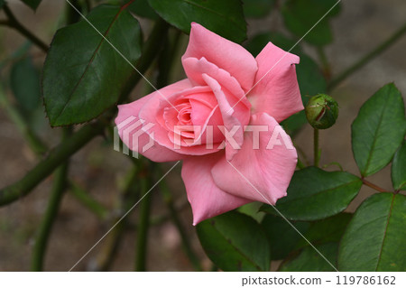 Princess Aico 119786162