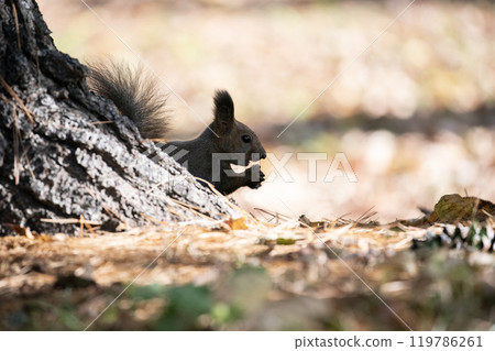 A cute Hokkaido squirrel running around in the autumn forest A cute Hokkaido squirrel running around in the autumn forest 119786261