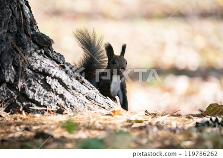 A cute Hokkaido squirrel running around in the autumn forest A cute Hokkaido squirrel running around in the autumn forest 119786262