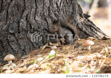 A cute Hokkaido squirrel running around in the autumn forest A cute Hokkaido squirrel running around in the autumn forest 119786278