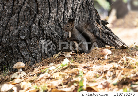 A cute Hokkaido squirrel running around in the autumn forest 119786279