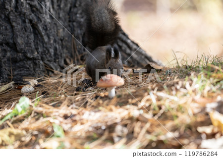 A cute Hokkaido squirrel running around in the autumn forest 119786284