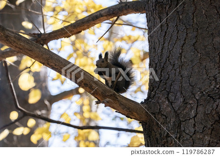 一隻可愛的松鼠在秋天的森林裡奔跑 一隻可愛的松鼠在秋天的森林裡奔跑 119786287