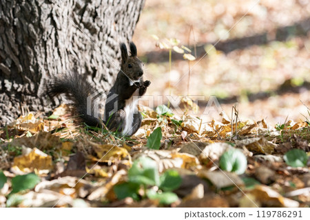 A cute Hokkaido squirrel running around in the autumn forest 119786291