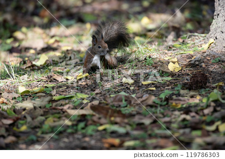 一隻可愛的松鼠在秋天的森林裡奔跑 119786303