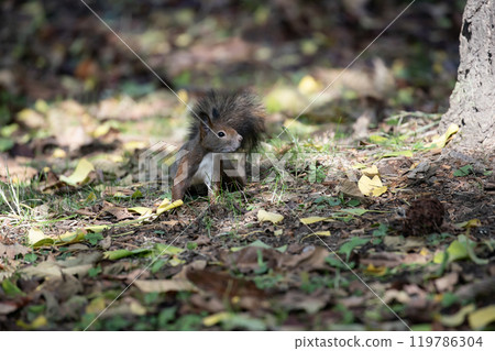 A cute Hokkaido squirrel running around in the autumn forest 119786304