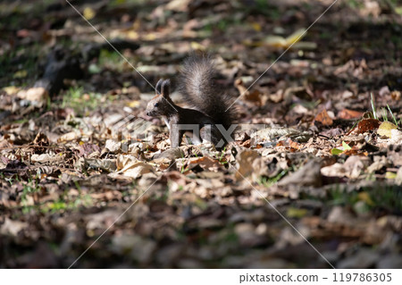 A cute Hokkaido squirrel running around in the autumn forest 119786305
