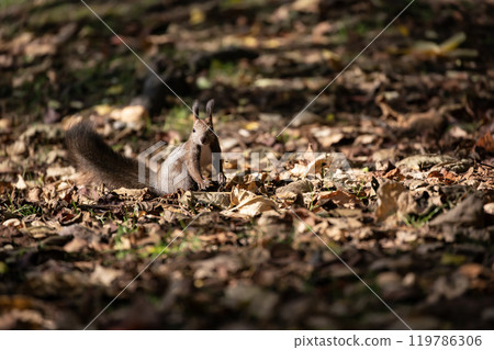 A cute Hokkaido squirrel running around in the autumn forest 119786306