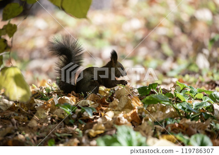 A cute Hokkaido squirrel running around in the autumn forest 119786307
