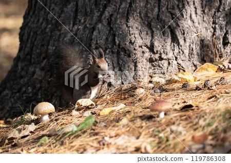 A cute Hokkaido squirrel running around in the autumn forest A cute Hokkaido squirrel running around in the autumn forest 119786308