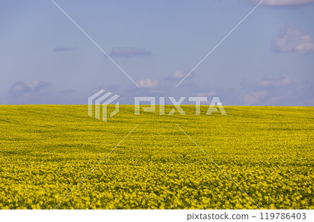 a monocultural field with rapeseed that begins to bloom 119786403