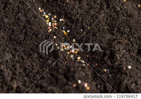 seeds of several varieties of radishes sown in fertile soil seeds of several varieties of radishes sown in fertile soil 119786417