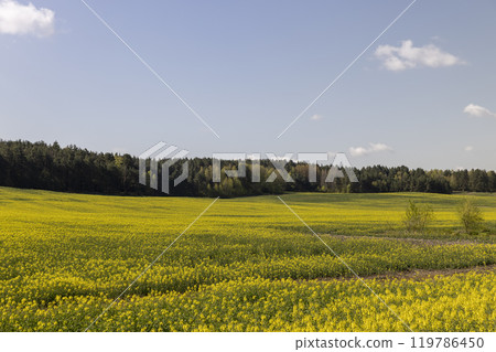 beautiful rapeseed flowers in sunny spring weather 119786450