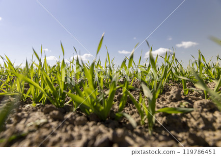 green wheat sprouts in a farmer's field 119786451
