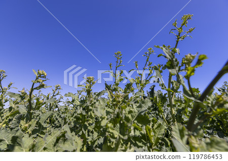 rapeseed flowers are yellow against a sky 119786453