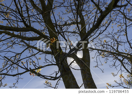 sunny weather in an orchard with walnuts 119786455