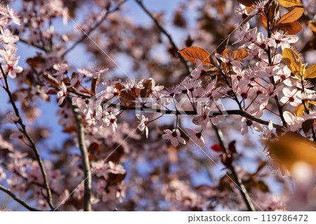 fruit trees blooming with red flowers in the garden 119786472