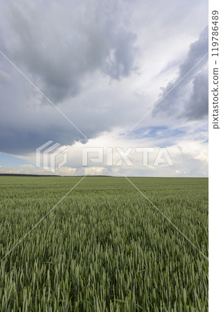 a field with unripe wheat before a thunderstorm 119786489