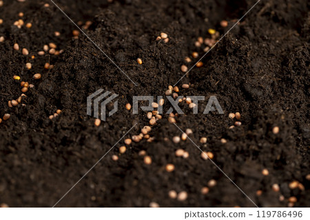 seeds of the same radish variety sown in fertile soil seeds of the same radish variety sown in fertile soil 119786496