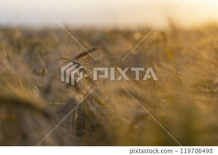 the yellow sun at sunset in a field with a harvest of rye cereals the yellow sun at sunset in a field with a harvest of rye cereals 119786498