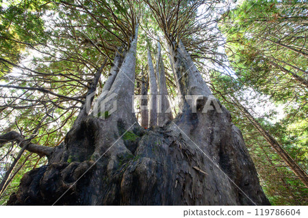 Giant Japanese cypress tree "Twelve Yasu" Goshogawara City Aomori Prefecture Giant Japanese cypress tree "Twelve Yasu" Goshogawara City Aomori Prefecture 119786604