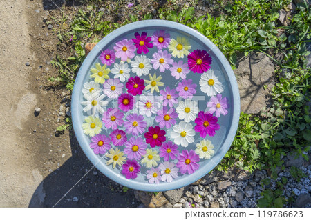 A water basin with floating cosmos flowers at Hannyaji Temple 119786623