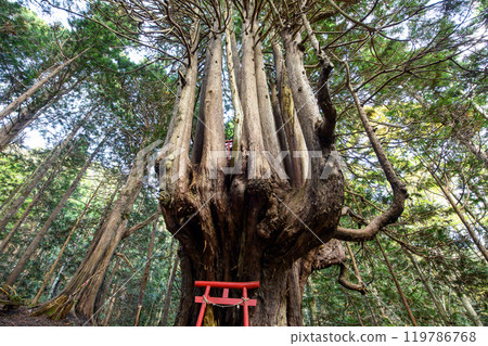 青森縣五所川原市罕見的檜木“十二本安” 青森縣五所川原市罕見的檜木“十二本安” 119786768