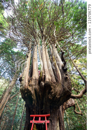 青森縣五所川原市罕見的檜木“十二本安” 119786779