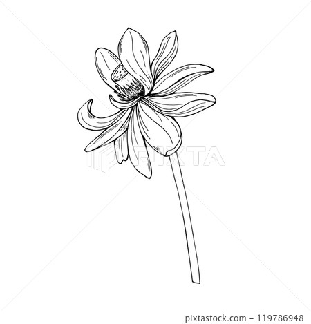 One tropical lotus flower on stem vector illustration painted by black inks. Etching drawing of blooming waterlily with large petals. For tattoo, coloring book, cosmetic package. 119786948