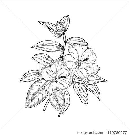 Hand drawn line blooming bouquet with hibiscus flowers and tradescantia leaves. Tropical plants vector isolated illustration. Wedding wildflowers for greetings, invitation, save the date card. Hand drawn line blooming bouquet with hibiscus flowers and tradescantia leaves. Tropical plants vector isolated illustration. Wedding wildflowers for greetings, invitation, save the date card. 119786977